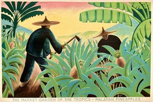 The Market Garden of the Tropics – Malayan Pineapples