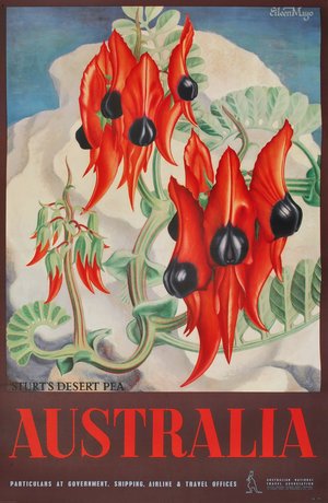 Sturt’s Desert Pea, Australia 1957 